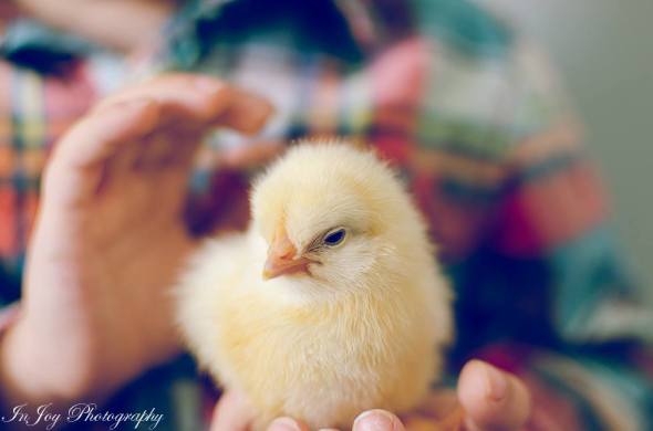 1836590_10152389283694439_6096815897815559911_o