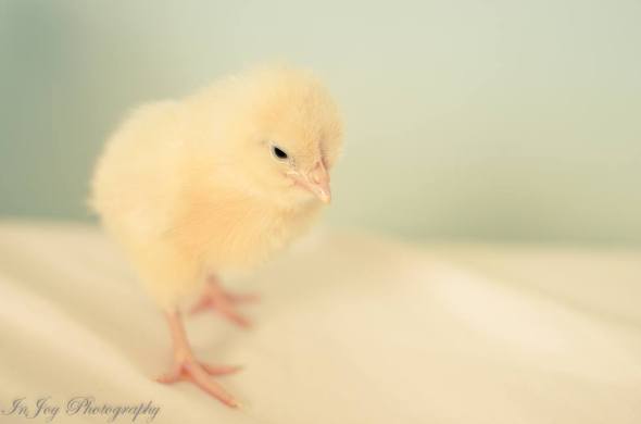 1979170_10152389283969439_1642191633145562155_o