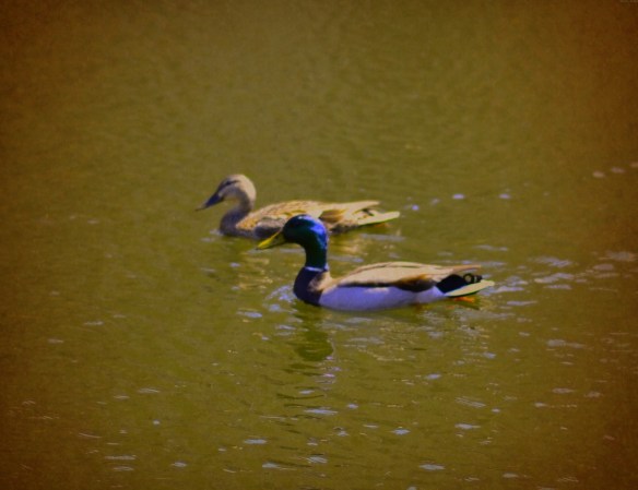 pond ducks