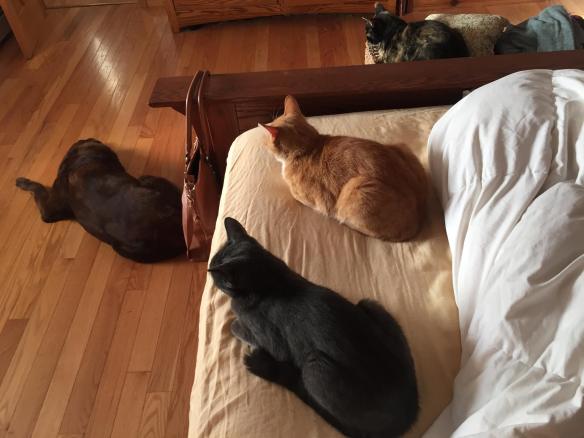 14231918_10154295573676343_4765068062820717305_o