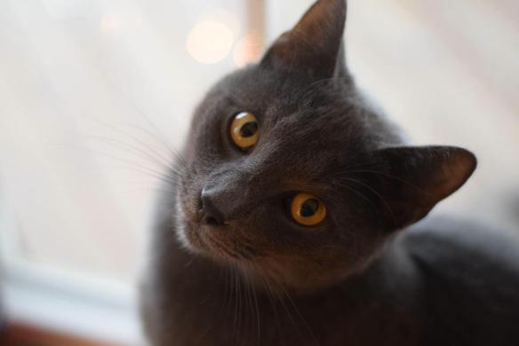 14715454_10154617211551343_7286183008648346745_o