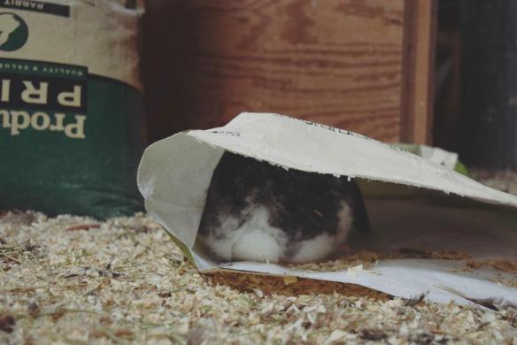 15391523_10154607027356343_3487987302766612889_o