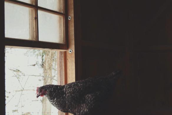 15403737_10154607029936343_5674489032903971509_o