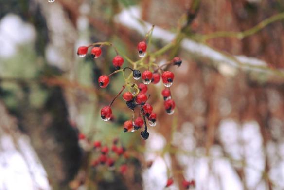 15493612_10154607032921343_5955713352967022850_o