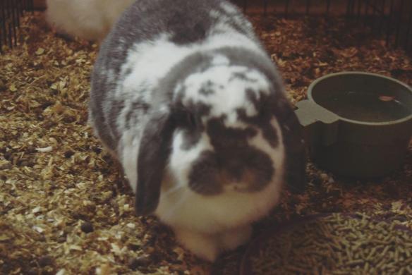 15577905_10154607028281343_7468802298522265782_o