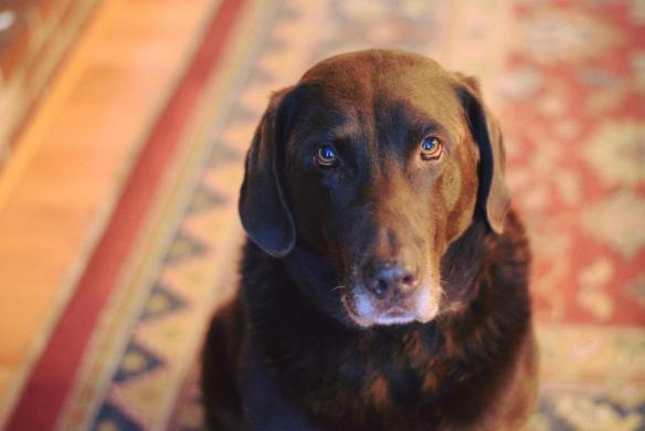 15591436_10154617232291343_6193746079565957873_o