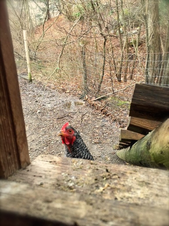 16938511_10154843756021343_3911421856309301053_n