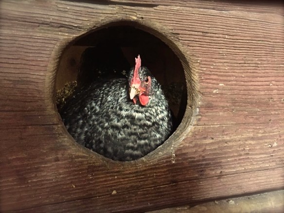 16998809_10154843756146343_5464861474992428858_n