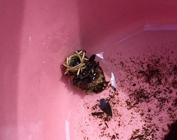 17990190_10154996926996343_8012122888558391940_o