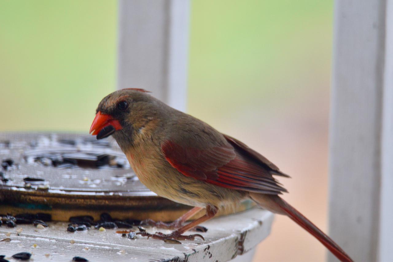 fullsizeoutput_54d2 1