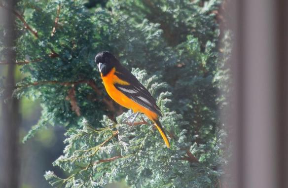 fullsizeoutput_54d9 1