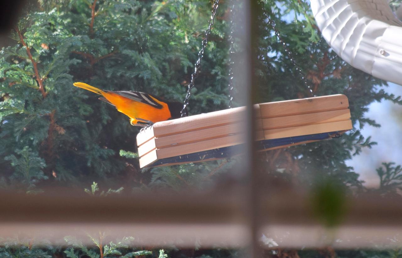 fullsizeoutput_54da 1