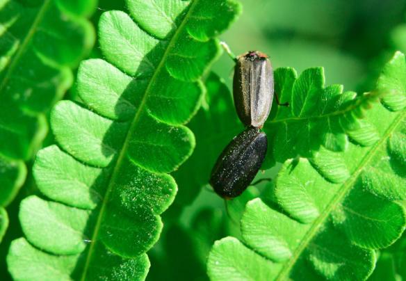 fullsizeoutput_56dc 1